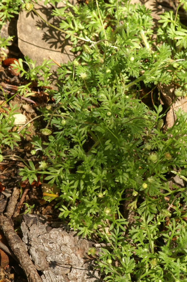 Cotula australis